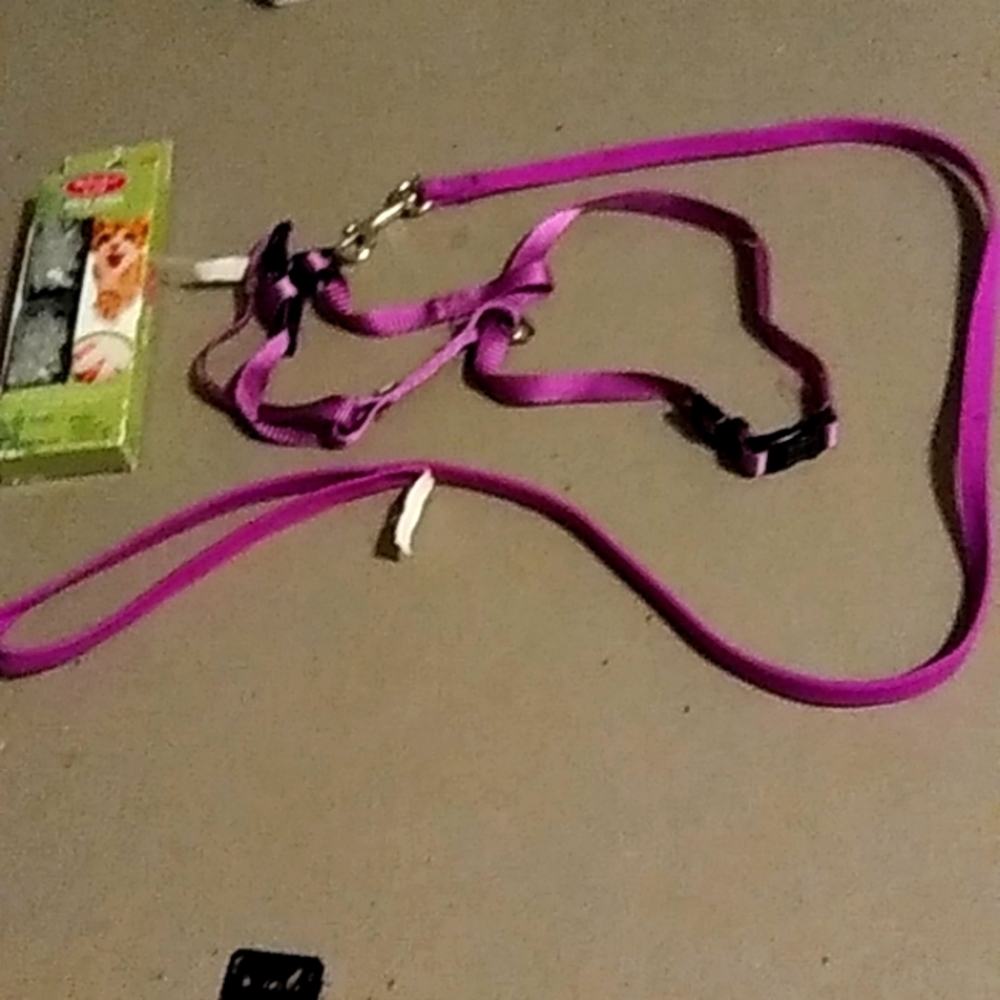 Cat Accesories